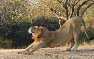 Jungle Safari Experience